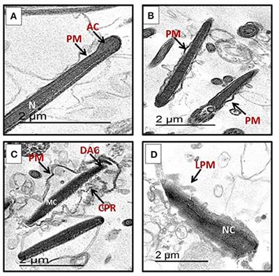 A Polyphenol-Rich Extract From Entada abyssinica Reduces Oxidative Damage in Cryopreserved Ram Semen